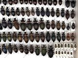 many beetles that are on display in a display case
