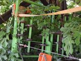a tree house made out of a tree with a ladder in the middle of it