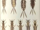 many different kinds of bugs on this page