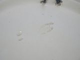 a small bird that is standing in a bowl of water