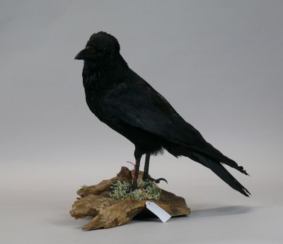 a black bird sitting on top of a piece of wood