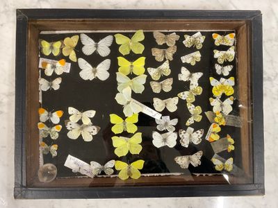 a picture of a picture of a display of butterflies