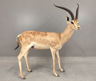 une antilope aux longues cornes, debout devant un mur gris