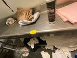 un chat allongé sur une table dans une pièce