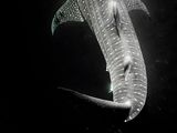 une très grande baleine nageant dans l'eau la nuit