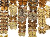many different types of butterflies on display in a display case