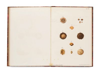 an open book with a picture of shells and shells on it
