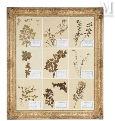 une photo encadrée représentant un assortiment de plantes séchées, présentée dans un cadre doré