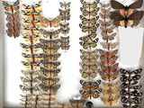 many different types of butterflies displayed in a shadow box