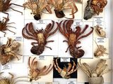 many different types of insects displayed in a display case