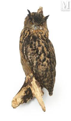 an owl that is sitting on a branch of a tree