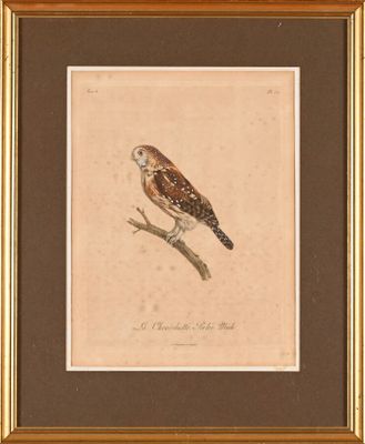 La Chevêchette perlée mâle Gravure en couleurs, pour l'illus…