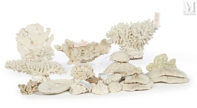 a lot of white corals on a white surface