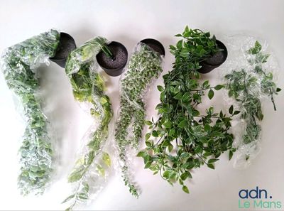 de nombreuses variétés de plantes dans des sacs en plastique posés sur la table