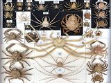 many different types of insects in a display case