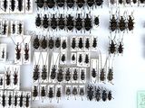 a lot of bugs that are hanging on the wall
