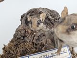a small rodent sitting next to a sign on a tree stump