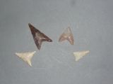 Trois dents de requin sont représentées sur une table, sur fond gris.