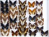 de nombreux types de papillons exposés dans un cadre blanc