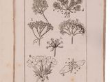 an old book with a bunch of drawings of flowers on it