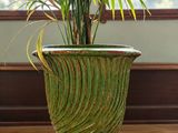 une plante en pot posée sur un parquet