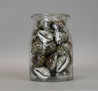 a glass jar filled with shells on a white surface