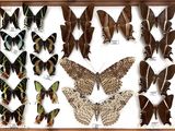 many different types of butterflies displayed in a wooden frame