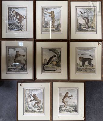 six framed prints of monkeys and other animals on a wall
