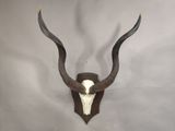 une tête d'antilope empaillée accrochée au mur, avec de longues cornes