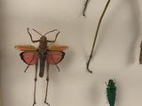 a few bugs that are in a shadow box