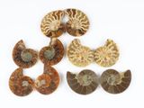 trois ammonites et trois autres spécimens fossiles sur un fond blanc
