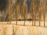a painting of a snow covered field with trees and a fire hydrant
