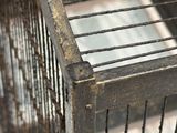 un oiseau qui est perché dans une cage