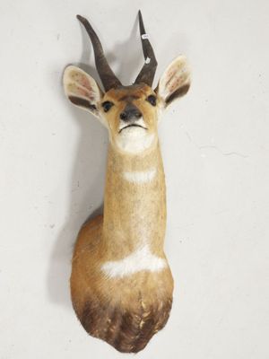 une tête de cerf fixée au mur d'une pièce
