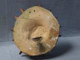 a wooden object with spikes on it on a table