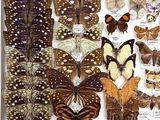 many different types of butterflies displayed in a box