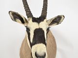 a antelope that is standing on a white surface