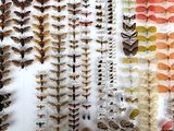 many different types of moths displayed in a display case
