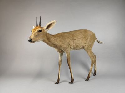 un cerf debout sur une surface blanche