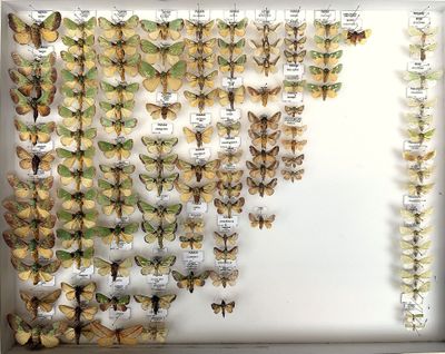 a lot of butterflies that are on display in a white box