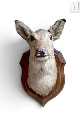 une tête de cerf fixée au mur d'une pièce