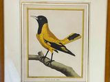 une photo encadrée représentant un oiseau perché sur une branche d'arbre