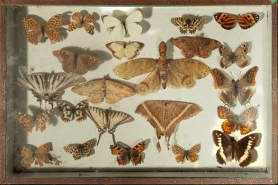 de nombreuses espèces différentes de papillons de nuit exposées dans une vitrine
