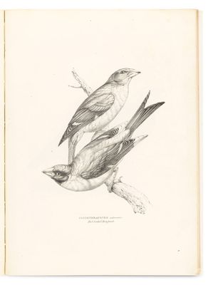 un dessin représentant deux oiseaux perchés sur une branche d'arbre