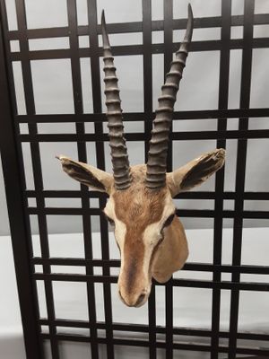 ROWLAND WARD LTD. Gazelle de Thomson en taxidermie.