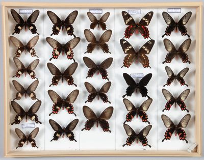 une vitrine contenant de nombreuses espèces différentes de papillons