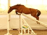a horse that is jumping over a rail in the dirt