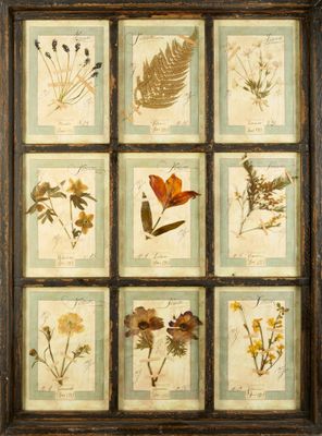 a framed picture of a collection of pressed flowers and leaves