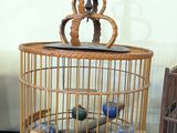 a bird in a cage on a table next to other bird cages