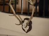 a deer skull mounted on the wall of a house